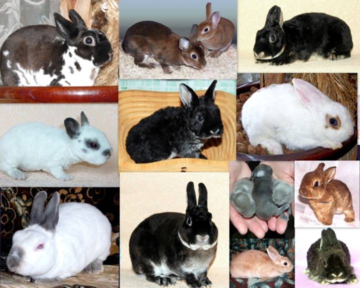 Лучшие породы кроликов