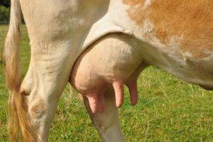 Вымя коровы: строение, уход, профилактика | 
ветеринарная служба владимирской области