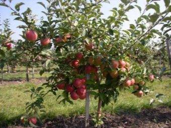 Яблоня мечта — высокоурожайный летний сорт, приносящий до 150 кг плодов с дерева