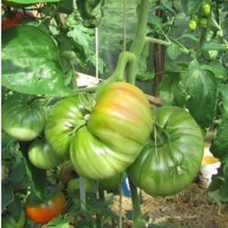Описание сорта томата сеньор помидор и его урожайность