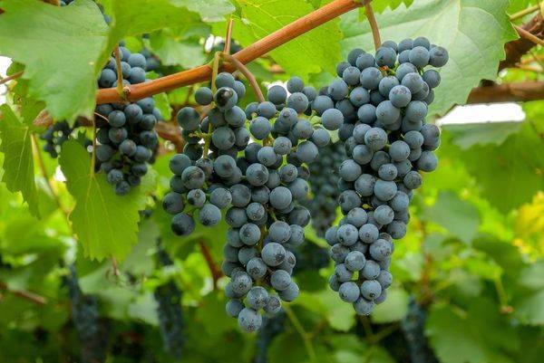 Выращивание винограда в Ленинградской области: посадка и уход, выбор сортов