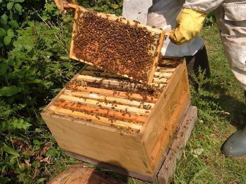 Пчеловодство по технологии владимира цебро