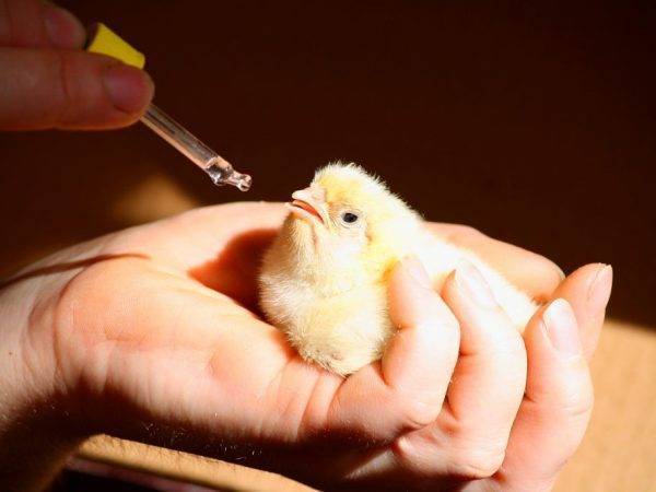 Антибиотики для кур – ответы на вопросы