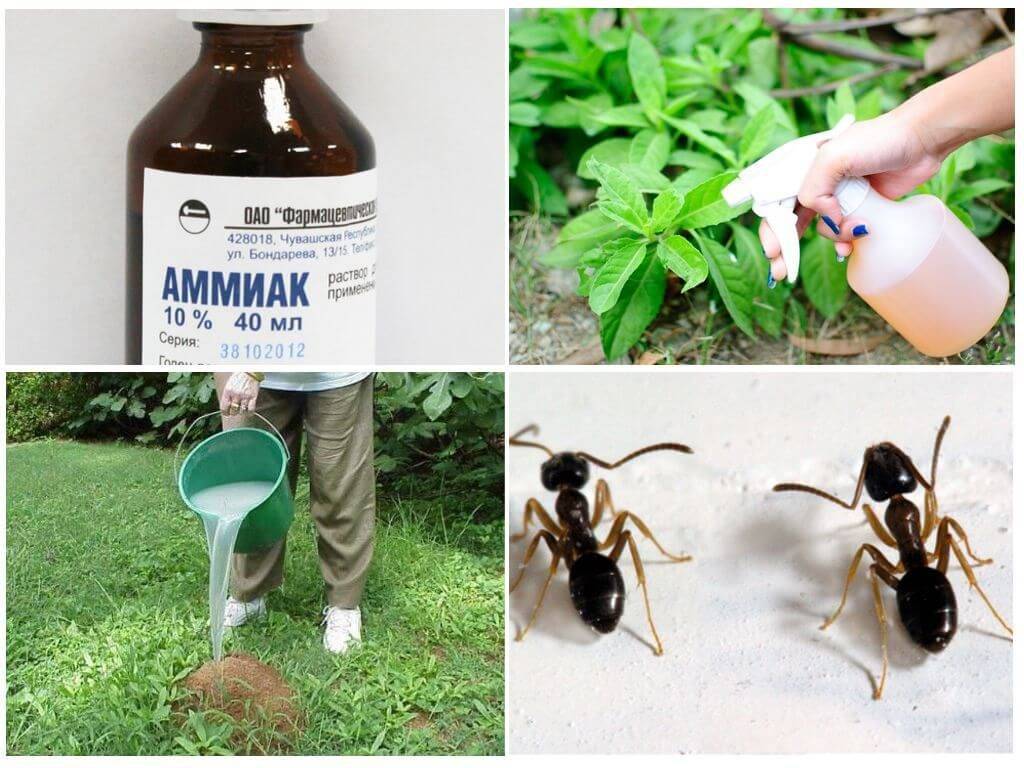 Как избавиться от муравьев на садовом участке - проверенные народные средства