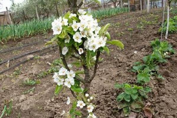 Выбор удобрений и подкормка яблони весной