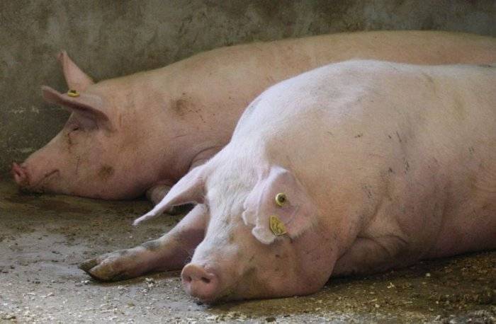 Болезни свиней: симптомы, фото, лечение, профилактика - инфекционные, рожа, чума, везикулярная сыпь, ушей, ног, незаразные, кожные, опасные