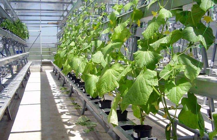 Как получить хороший урожай огурцов, выращивание методом гидропоники - общая информация - 2020