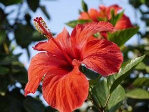Каркаде (суданская роза): полезные свойства и противопоказания