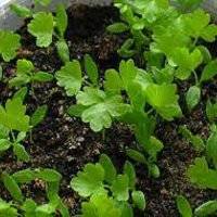 Как правильно выращивать сельдерей, когда сеять и как ухаживать — правильные советы