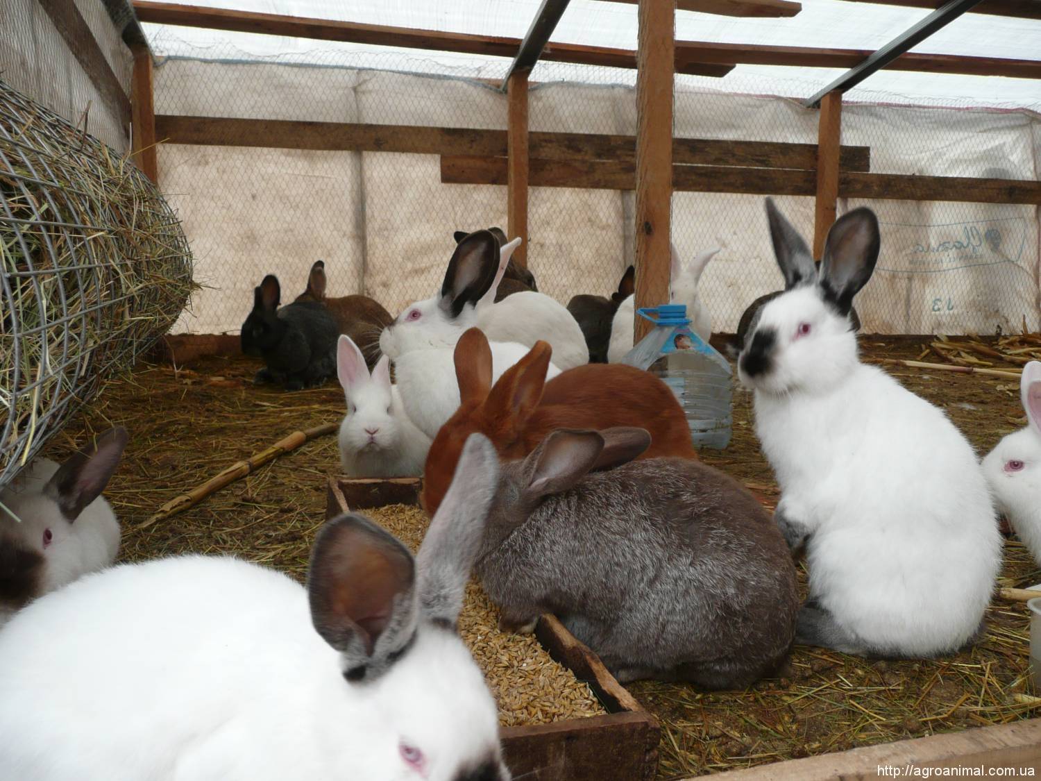 Кролики — разведение и содержание в домашних условиях в клетке