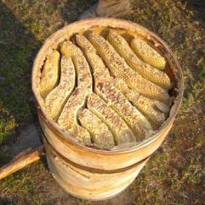 Особенности и польза бортевого пчеловодства