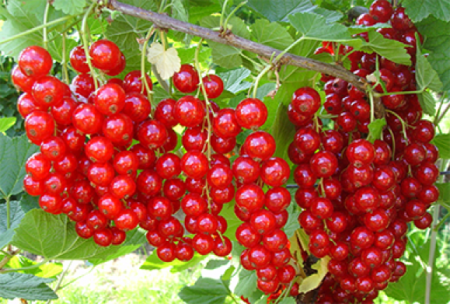 Красная смородина розита – яркие и полезные ягоды в вашем саду