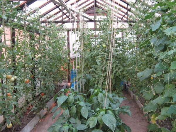 Можно ли сажать помидоры и огурцы в одной теплице, и как правильно их совместно выращивать