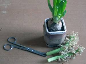 Что дальше делать с гиацинтами после цветения: когда пересаживать и как хранить