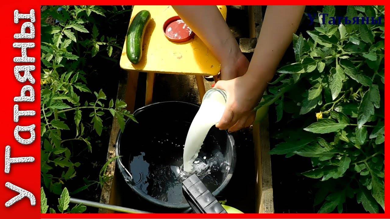 Подкормка помидоров йодом в теплице и открытом грунте, рецепты