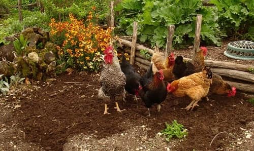 Удобрение куриным пометом: формы и правила внесения, какие растения можно подкармливать