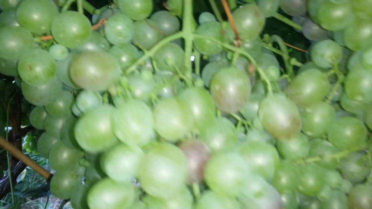 Особенности агротехники технического винограда