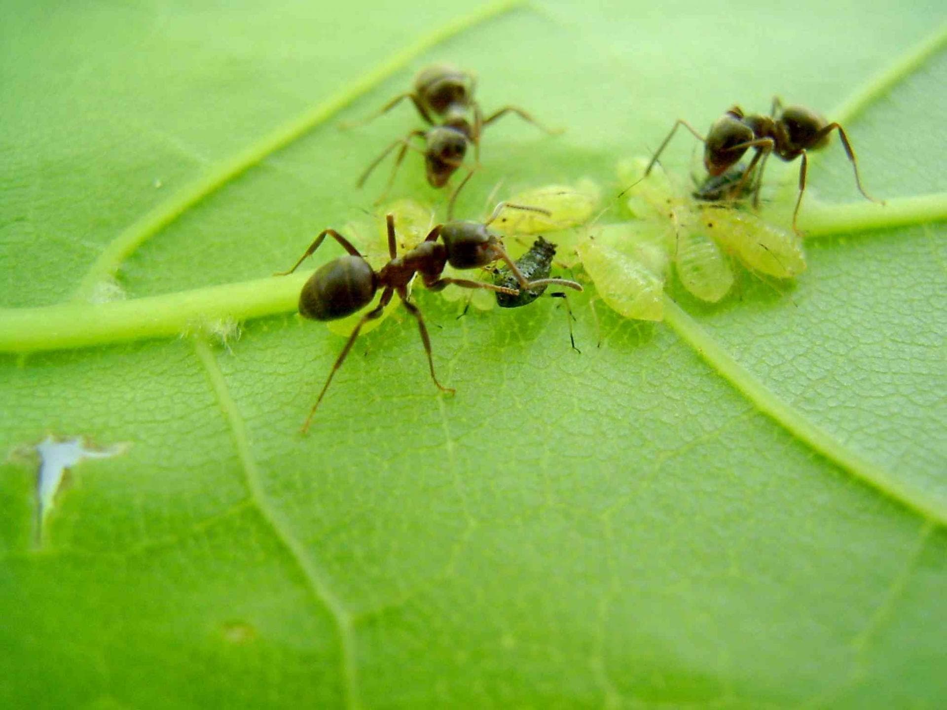 Как избавиться от тли на смородине:  чем обработать, как бороться с муравьями в саду