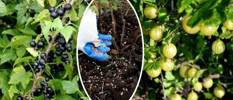 Все о подкормке крыжовника: удобрение во время цветения, плодоношения и после