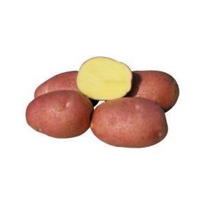 Рамона: описание семенного сорта картофеля, характеристики, агротехника