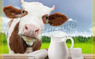 Что делать, если корова не даёт молоко или дала мало