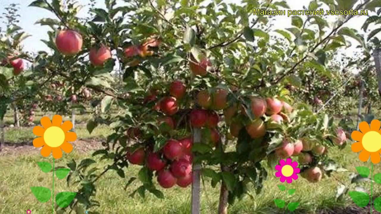 Ботаническое описание и агротехника выращивание яблони сорта лигол
