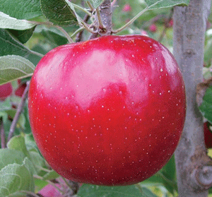 Яблоня фуджи: описание сорта, фото, отзывы садоводов, видео