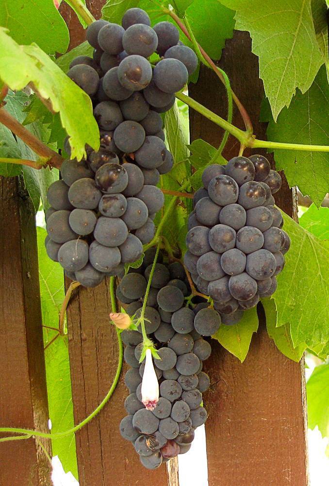 Морозоустойчивые сорта винограда – топ 10