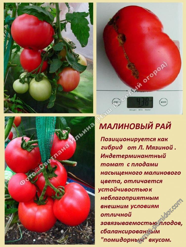 Какие бывают томаты: классификация видов, групп и сортов