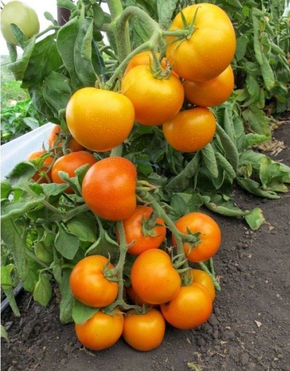О томате Золотая теща: описание сорта, характеристики помидоров, посев