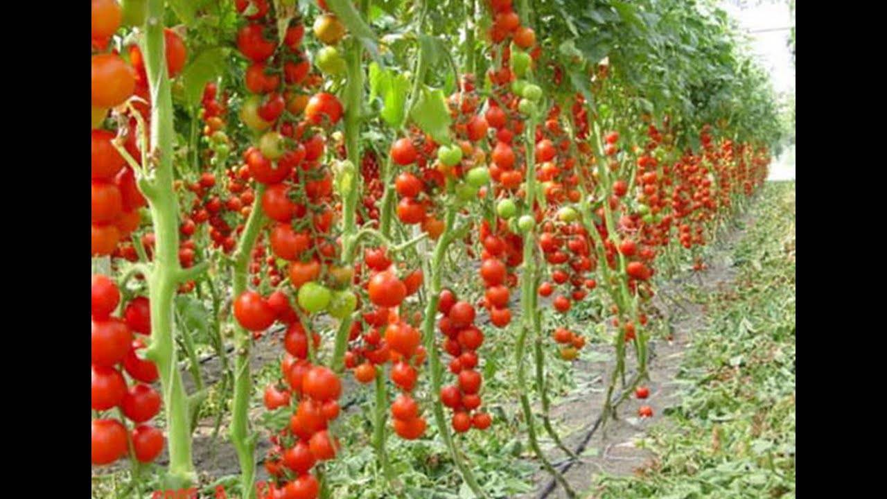 Как выращивать помидоры в теплицах: детальная инструкция