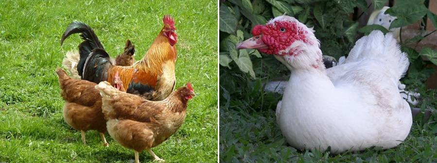 Все о курах: сколько живет курица в домашних условиях, интересные факты