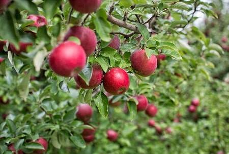 Чем удобрять яблони и груши