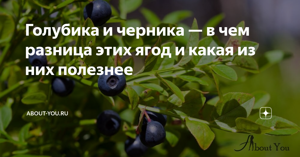 Черника и голубика в чем разница сравнение. Черника или голубика. Голубика и голубика разница. Черника и голубика. Черника и голубика разница.