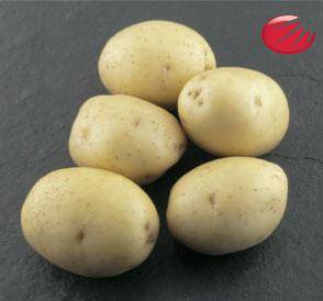 Картофель коломбо: характеристика сорта, описание, отзывы