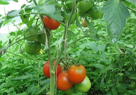 Формирование кустов помидоров в теплицах