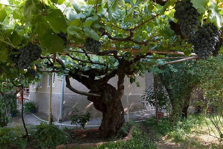 Как правильно выращивать виноград из черенков