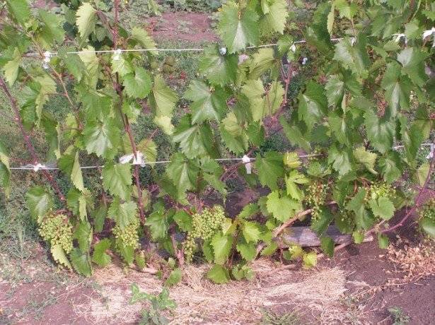 Этапы и особенности проведения обрезки винограда летом