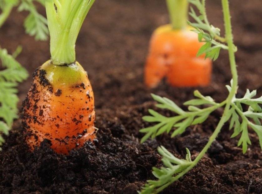 Как сажать морковь, чтобы не прореживать: 7 способов посадки