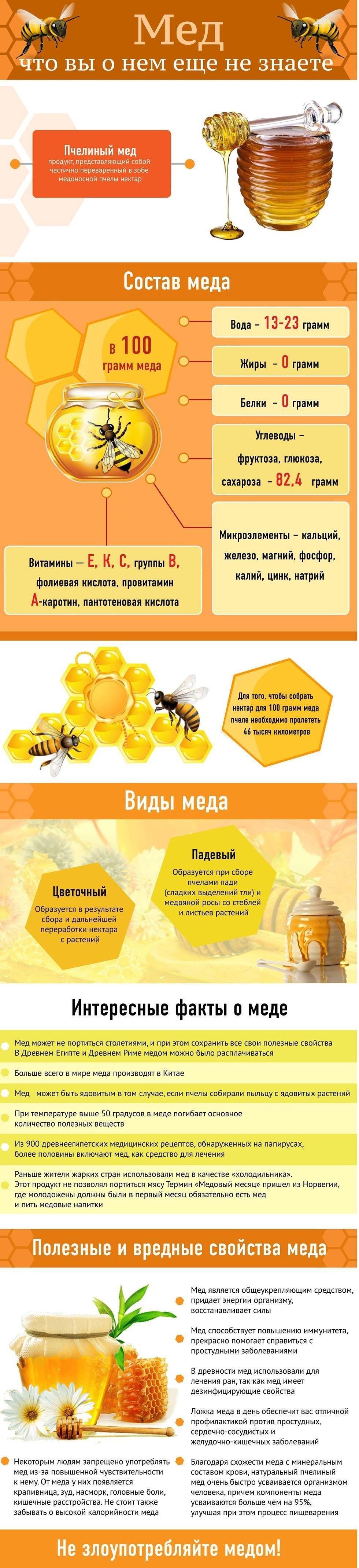 Мёд — полезные свойства и противопоказания
