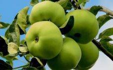 Характеристика и описание яблони «богатырь»
