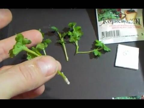 Укоренение хризантем из букета, который подарили, выращивание из черенка