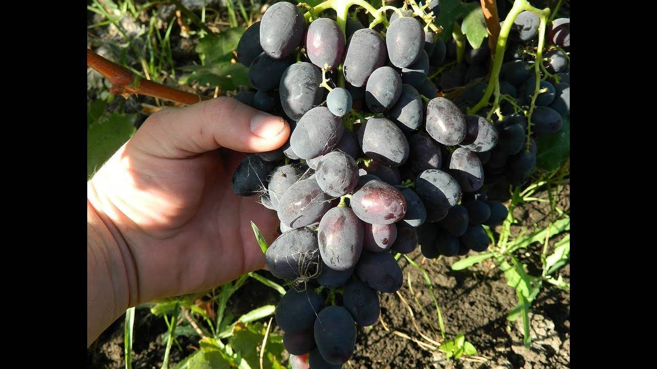 Виноград: посадка и уход. выращивание. подкормка. сорта винограда