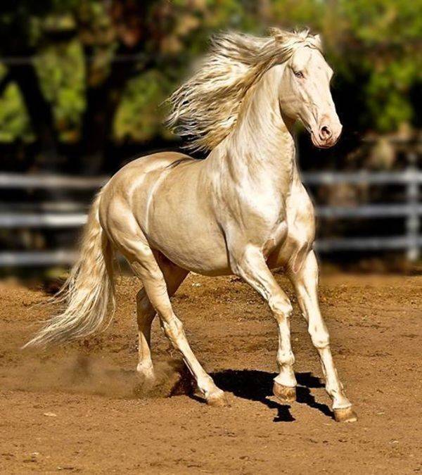 Верховые породы лошадей: описание с фото, показатели, достоинства, недостатки