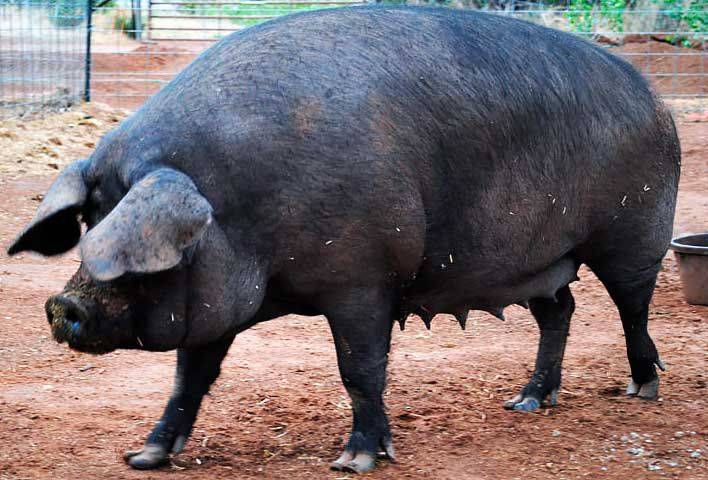Все о черной породе свиней: описание, особенности, характеристики