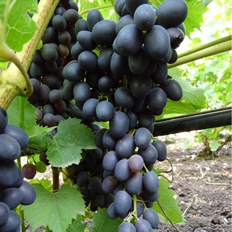 Виноград виктория: описание сорта, посадка, уход и отзывы садоводов