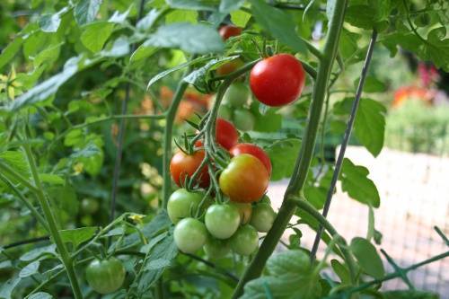 Первая подкормка рассады помидоров: когда лучше всего ее проводить, чем удобрять томаты после всходов, как это делать при уходе за овощами в открытом грунте?