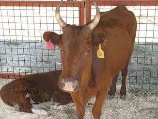 Комолая корова: описание породы, преимущества, правила содержания