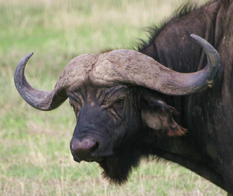Африканский буйвол  фото, описание, ареал, питание, враги