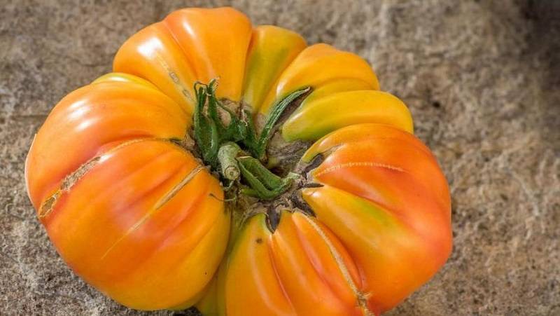 Сладкий и вкусный томат «медовый салют»: описание сорта и секреты выращивания